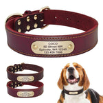 Beagle wearing espresso leather collar