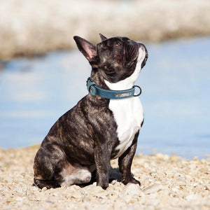 French Bulldog in leather collar