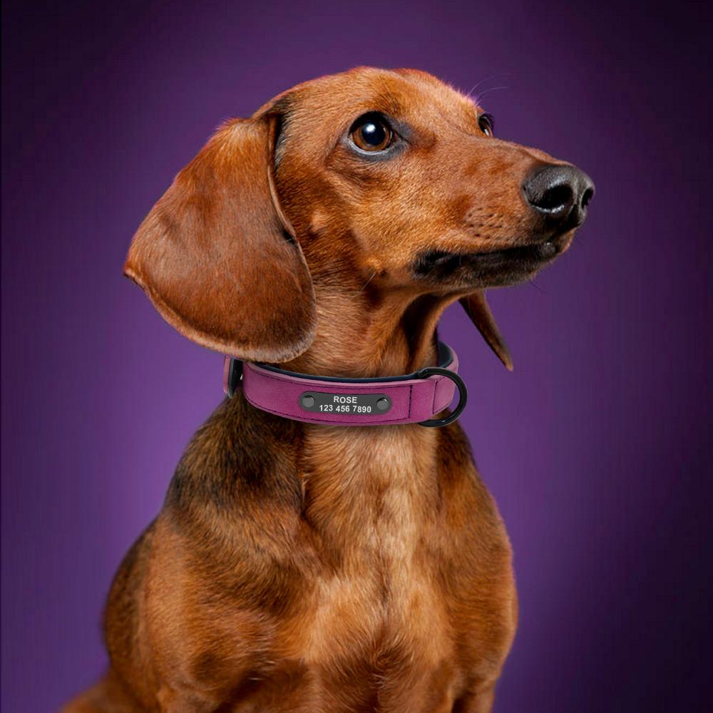 Dachshund wearing purple leather collar