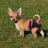 Washable Dog Diaper For Heat Or Incontinence - Shop & Dog